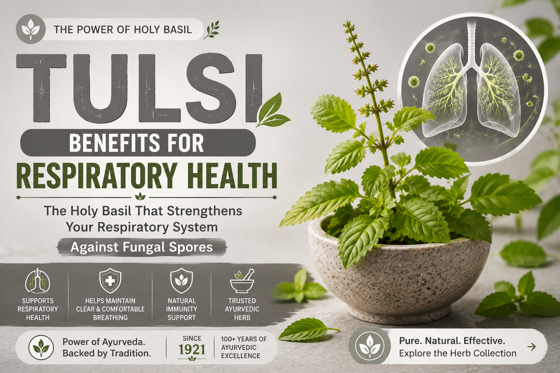 Tulsi benefits for respiratory health – Holy Basil supporting healthy lungs, respiratory wellness, and immunity during the monsoon season