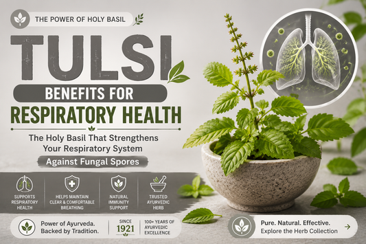 Tulsi benefits for respiratory health – Holy Basil supporting healthy lungs, respiratory wellness, and immunity during the monsoon season
