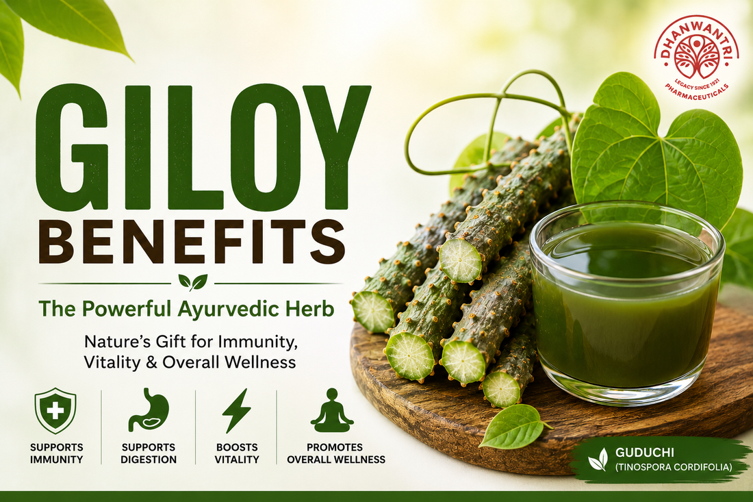 Giloy herb (Tinospora cordifolia) used in Ayurveda for immunity support, vitality, and overall wellness