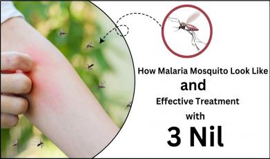 How Malaria Mosquito Look Like and Effective Treatment with 3 Nil?