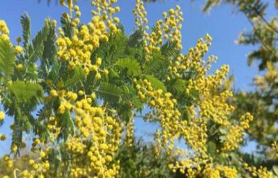 Medicinal Benefits of Babool Gond (Acacia Arabica)