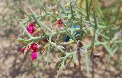 Medicinal Benefits of Yavasa (Alhagi camelorum)