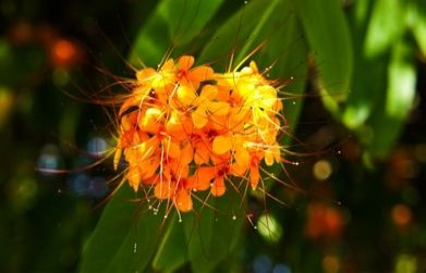 Medicinal Benefits of Ashok Tree Chhal (Saraca Indica)