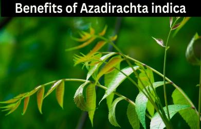 Azadirachta indica benefits