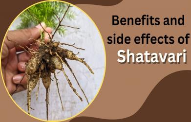 Shatavari benefits and side effects