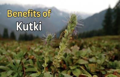 Kutki benefits