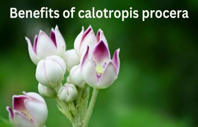 Calotropis procera benefits