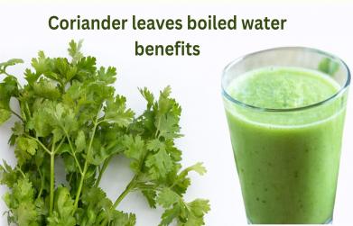 Coriander leaves boiled water benefits