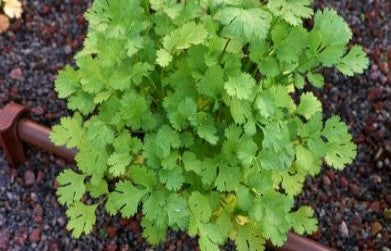 Medicinal Benefits of Dhania (Coriandrum sativum)