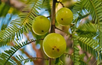 Medicinal Benefits of Amla (Emblica Officinalis)