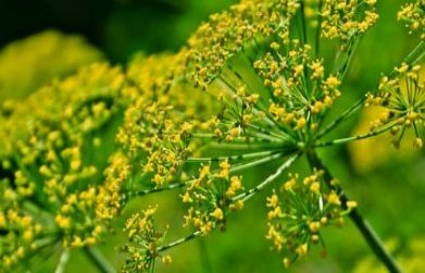 Medicinal Benefits of Saunf  (Foeniculum Vulgare)