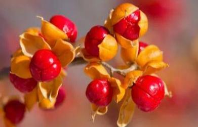 Medicinal Benefits of  Malkangani  (Celastrus paniculatus)