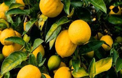 Medicinal Benefits of Satav Nimbu