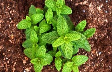 Medicinal Benefits of Pudina (Mentha Spiacata)
