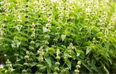 Medicinal Benefits of Tulsi (Ocimum sanctum)