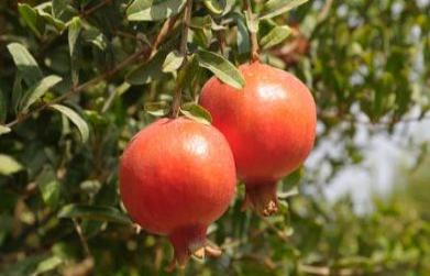 Medicinal Benefits of Pomegranate (Punica granatum)