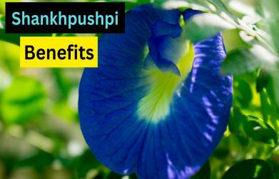 Shankhpushpi benefits