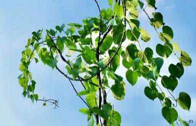 Medicinal Benefits of Giloy (Tinospora cordifolia)