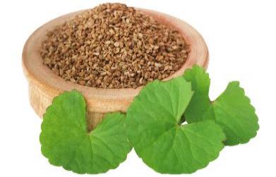 Medicinal Benefits of Ajwain(Trachyspermum ammi)