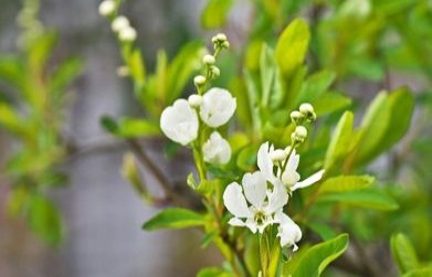 Medicinal Benefits of Lodhra (Symplocos racemosa)