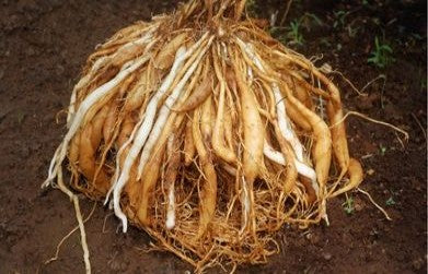 Medicinal Benefits of Shatavari (Asparagus racemosus)