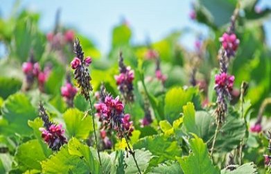 Medicinal Benefits of Vidarikand (Pueraria tuberosa)