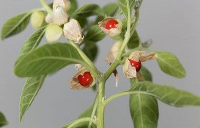 Medicinal Benefits of Ashwagandha (Withania somnifera)