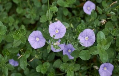 Medicinal Benefits of Shankhpushpi (Convolulus pluricaulis)