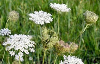 Medicinal Benefits of Carrot (Daucus carota)