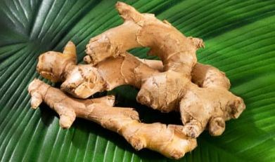 Medicinal Benefits of Ginger Zingiber officinale